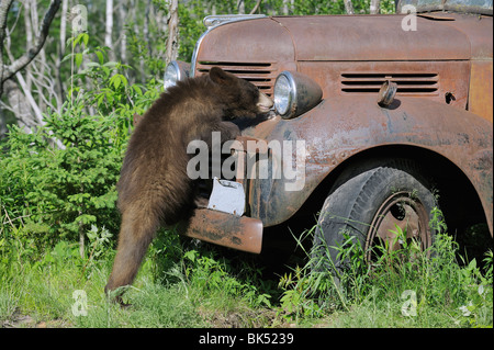 Schwarzbär, Blick auf alten LKW, Minnesota, USA Stockfoto