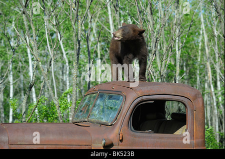 Schwarzbär auf alten LKW, Minnesota, USA Stockfoto