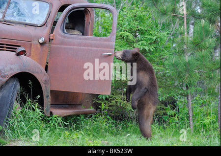 Schwarzer Bär auf der Suche im alten LKW, Minnesota, USA Stockfoto