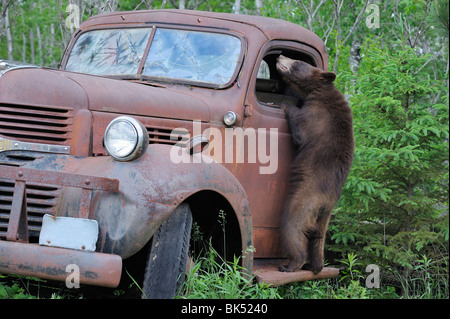 Schwarzer Bär auf der Suche im alten LKW, Minnesota, USA Stockfoto