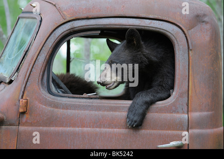 Schwarzbär im alten LKW, Minnesota, USA Stockfoto