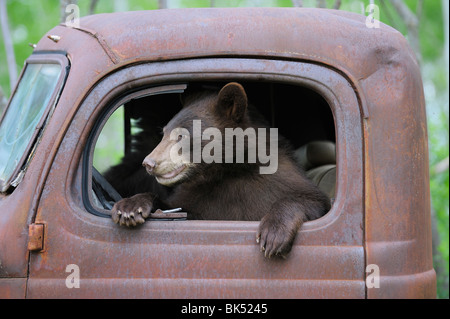 Schwarzbär im alten LKW, Minnesota, USA Stockfoto