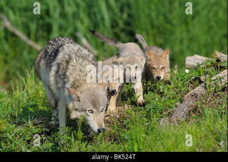 Grauer Wolf mit Welpen, Minnesota, USA Stockfoto