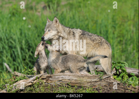 Grauer Wolf mit Welpen, Minnesota, USA Stockfoto