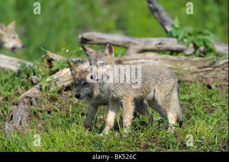 Grauer Wolf Welpen, Minnesota, USA Stockfoto