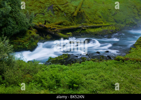 SAHALIE FALLS, OREGON, USA - Quellgebiet des Flusses McKenzie in den Willamette National Forest. Stockfoto