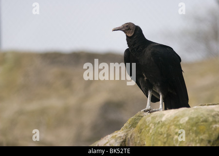 Amerikanische schwarze Geier - Coragyps atratus Stockfoto