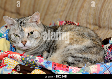 Amerikanische Kurzhaarkatze ruht auf einer Decke Stockfoto