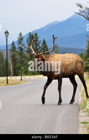 Elch, Jasper Nationalpark, Alberta, Kanada Stockfoto