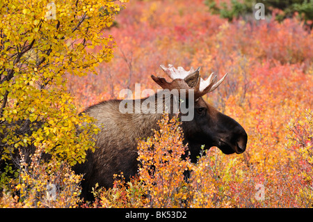 Bull Moose im Herbst, Denali National Park, Alaska, USA Stockfoto