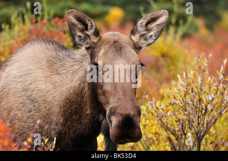 Elch Kuh im Herbst, Denali National Park, Alaska, USA Stockfoto