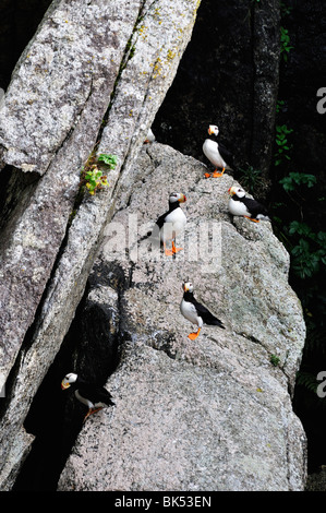 Gehörnte Papageientaucher auf Felsen, Kenai-Fjords-Nationalpark, Alaska, USA Stockfoto