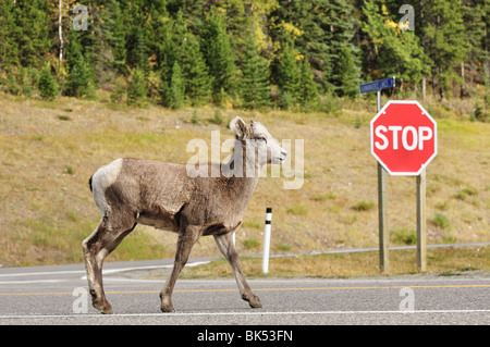 Dickhornschafe, Peter Lougheed Provincial Park, Alberta, Kanada Stockfoto