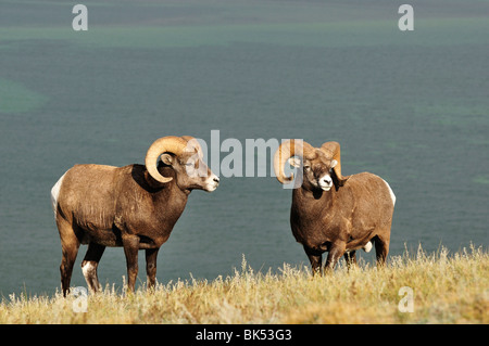 Bighhorn Schafe in der Nähe von Lake Talbot, Jasper Nationalpark, Alberta, Kanada Stockfoto