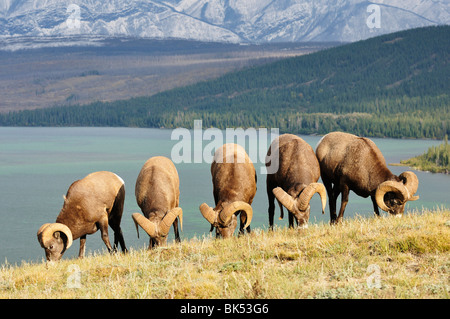 Gruppe von Bighhorn Schafe füttern in der Nähe von Lake Talbot, Jasper Nationalpark, Alberta, Kanada Stockfoto