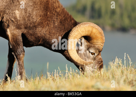 Bighhorn Schafe Essen, Jasper Nationalpark, Alberta, Kanada Stockfoto