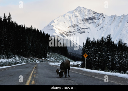 Bighhorn Schafe lecken Salz auf der Straße, Kananaskis Country, Alberta, Kanada Stockfoto