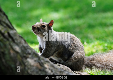 Graue Eichhörnchen, Ontario, Kanada Stockfoto