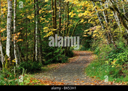 Weg durch den Regenwald, Stempel Falls Provincial Park, Vancouver Island, British Columbia, Kanada Stockfoto