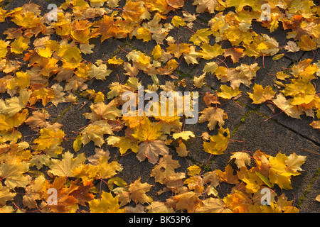 Ahorn-Blätter, Herbst Stockfoto