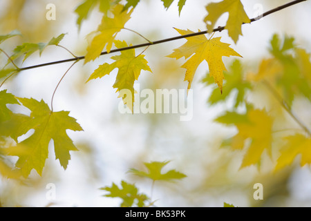 Ahorn-Blätter, Herbst Stockfoto