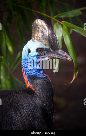 Südlichen Kasuar - Casuarius casuarius Stockfoto