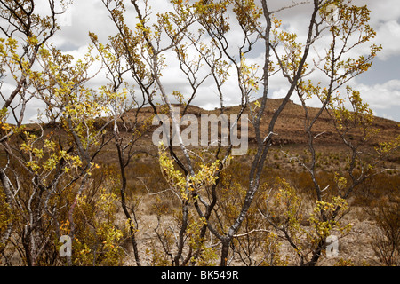 Pflanzen, Highway 67, Texas, USA Stockfoto