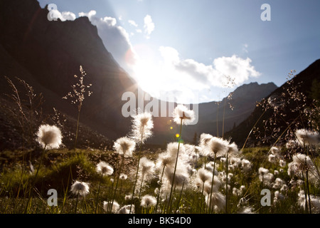 Löwenzahn in Wiesen und Bergen, Columbia Icefield, British Columbia, Kanada Stockfoto