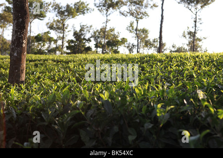 Teeplantage in Nelliyampathi, Kerala, Indien Stockfoto