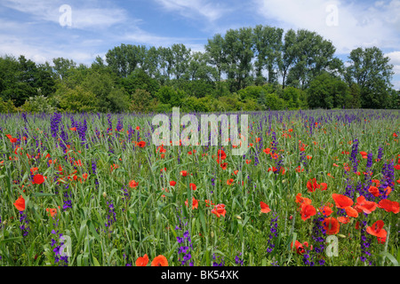 Klatschmohn und Delphinium, Alzey, Alzey-Worms, Rheinland-Pfalz, Deutschland Stockfoto