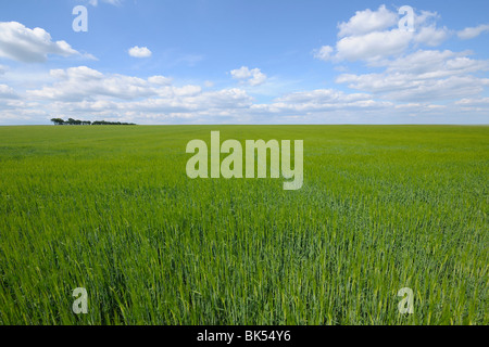 Gerste Feld, Alzey, Alzey-Worms, Rheinland-Pfalz, Deutschland Stockfoto