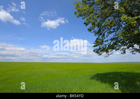 Gerste Feld, Alzey, Alzey-Worms, Rheinland-Pfalz, Deutschland Stockfoto