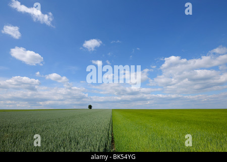 Mais und Gerstenfeld, Alzey, Alzey-Worms, Rheinland-Pfalz, Deutschland Stockfoto