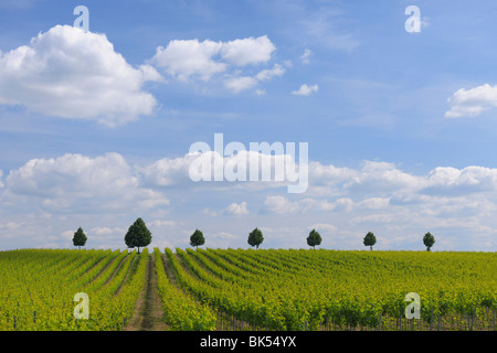 Weinberg, Alzey, Alzey-Worms, Rheinland-Pfalz, Deutschland Stockfoto