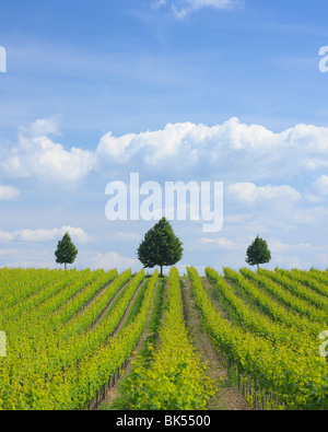 Weinberg, Alzey, Alzey-Worms, Rheinland-Pfalz, Deutschland Stockfoto