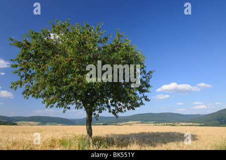 Gerstenfeld und Kirschbaum, Franken, Bayern, Deutschland Stockfoto