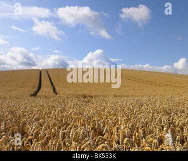 Weizenfeld, Hessen, Deutschland Stockfoto