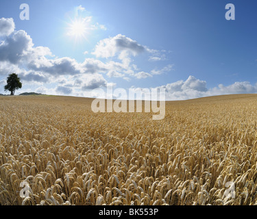 Weizenfeld, Hessen, Deutschland Stockfoto