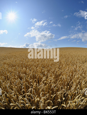 Weizenfeld, Hessen, Deutschland Stockfoto