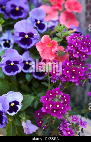 Verschiedene Blumen Stockfoto