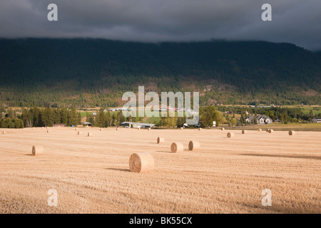 Heuballen auf Bauernhof in der Nähe von Vernon, British Columbia, Kanada Stockfoto