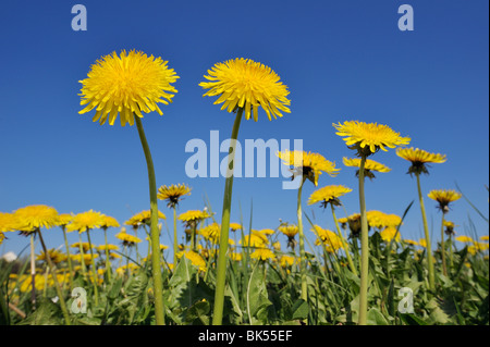 Löwenzahn, Bayern, Deutschland Stockfoto