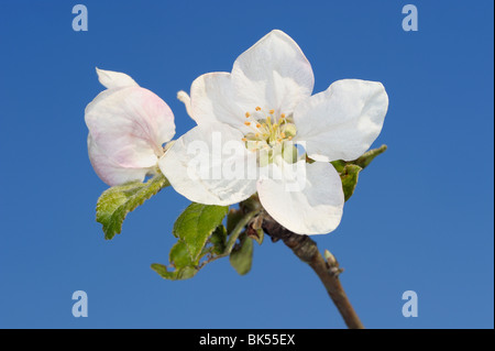 Apple Blossom, Bayern, Deutschland Stockfoto