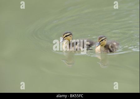 Stockente Entenküken, Franken, Bayern, Deutschland Stockfoto