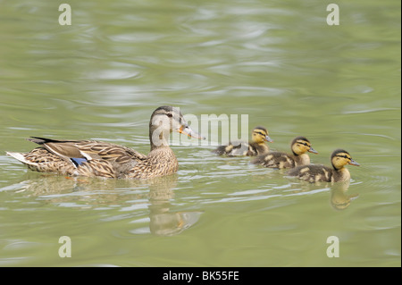 Stockente und Entenküken, Franken, Bayern, Deutschland Stockfoto