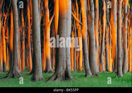 Buche Bäume, Vorpommern, Mecklenburg-Vorpommern, Deutschland Stockfoto