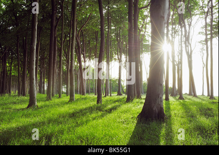Sonne durch Buchenwälder, Mecklenburg-Vorpommern, Deutschland Stockfoto