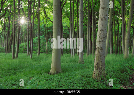 Sonne durch Buchenwälder, Mecklenburg-Vorpommern, Deutschland Stockfoto