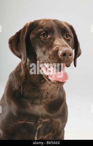 Porträt des Hundes Stockfoto