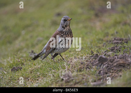 Wacholderdrossel, Turdus Pilaris in Wiese Stockfoto